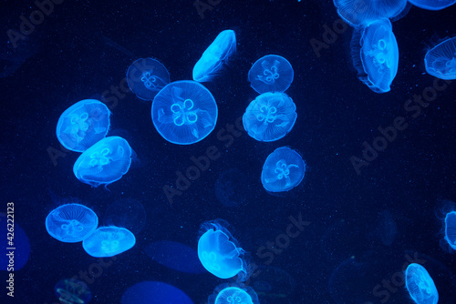 Canvas Print ripleys aquarium toronto