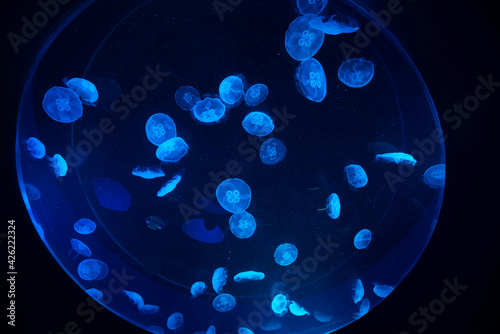 ripleys aquarium toronto