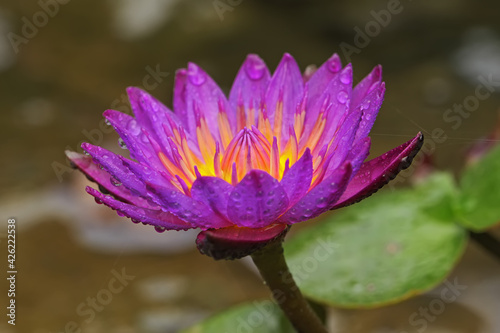 Beauty of purple water lily.