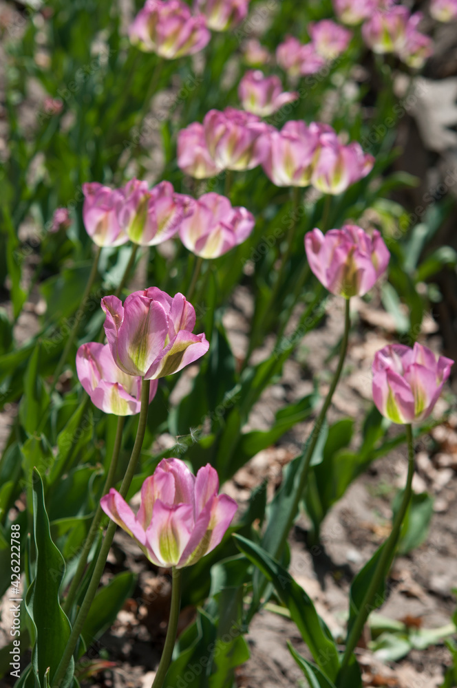 variegated pink and green tulips illuminated by the sun variegated pink and green tulips illuminated by the sun