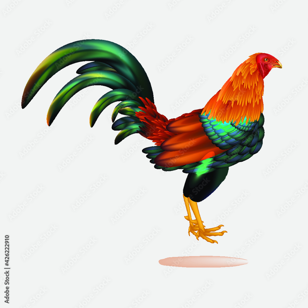 ilustración vectorizada de gallo en formato illustrator 