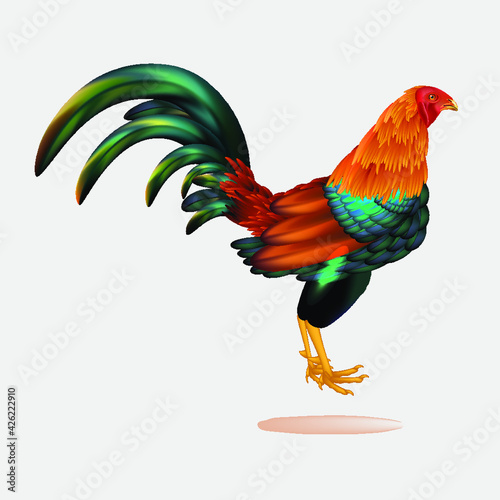 ilustración vectorizada de gallo en formato illustrator 