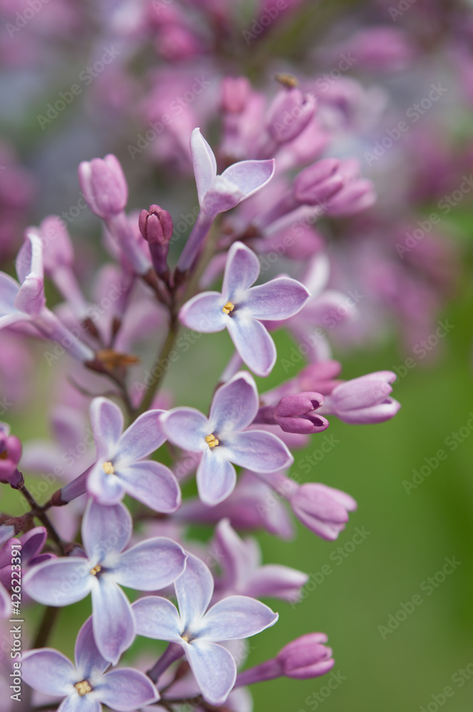 pink and white lilac flowers pink and white lilac flowers