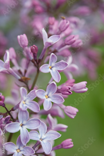 pink and white lilac flowers © eugen