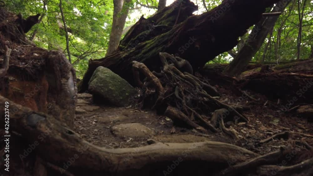 Yakushima, Japan, Low Angle Shot of Hiking Through Mysterious Forest Yakushima, Japan, Low Angle Shot of Hiking Through Mysterious Forest