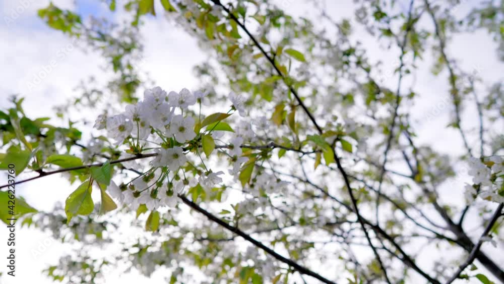 Beautiful white flowers on tree branches blown by the wind, gorgeous day in spring with light clouds Beautiful white flowers on tree branches blown by the wind, gorgeous day in spring with light clouds