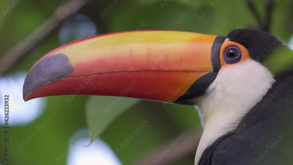 Slow motion profile shot of a Ramphastos Toco blinking and looking forward in the jungle Slow motion profile shot of a Ramphastos Toco blinking and looking forward in the jungle