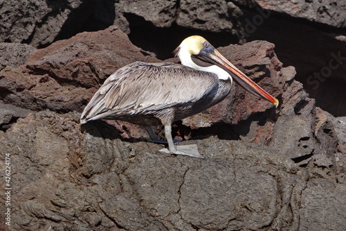 Brown pelican (Pelecanus occidentalis) on Punta Morena, Isabela Island, Galapagos photo