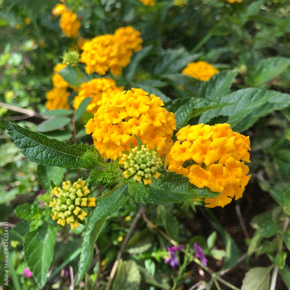 yellow flower in the garden yellow flower in the garden
