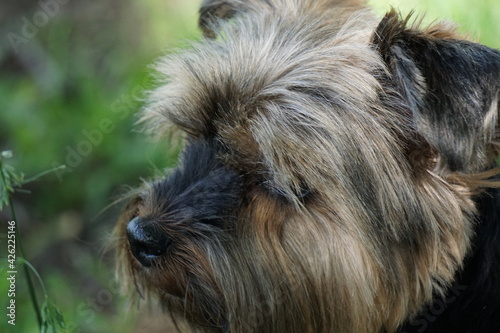 Yorkie