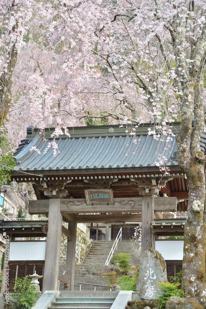 桜の小屋