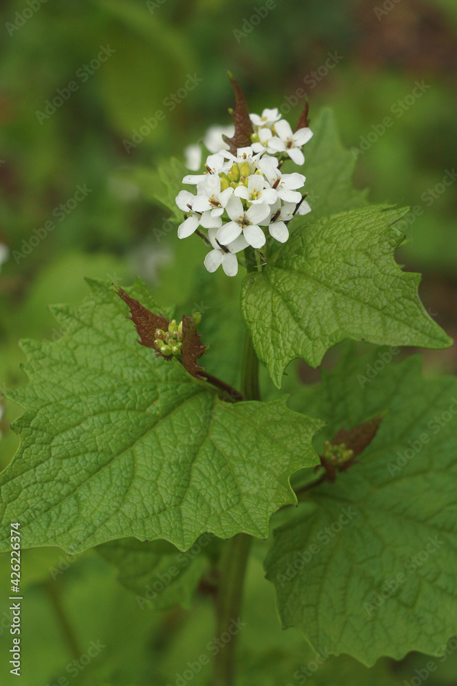 Green plant with white flowers.