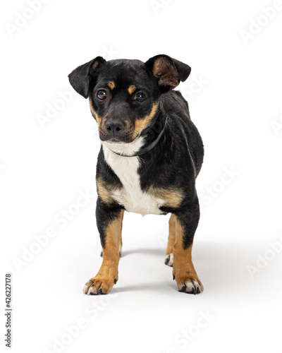 Cute Small Tri-Color Crossbreed Dog
