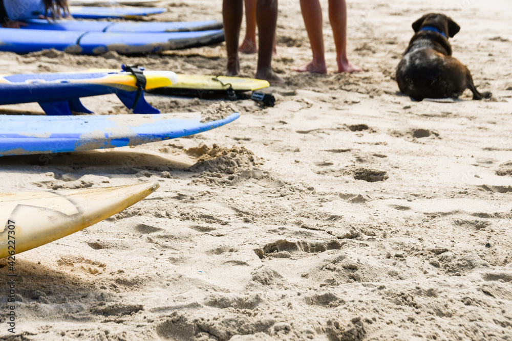 Obraz premium Surfboards and a dog on a beach