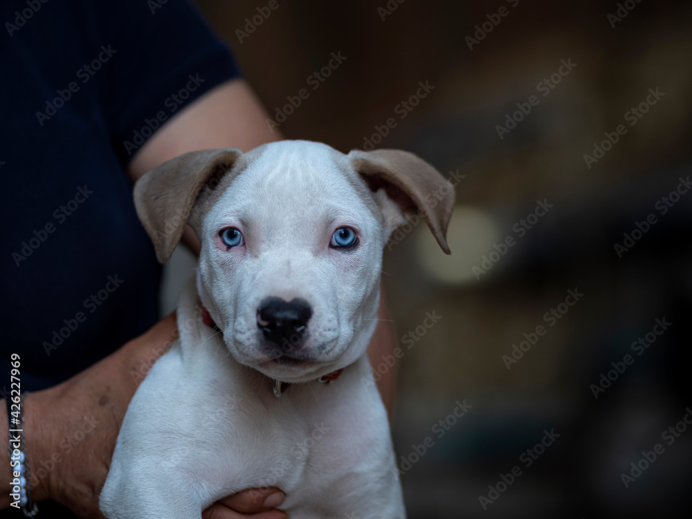 Cachorro Pitbull con ojos azules y pelaje blanco. Stock Photo | Adobe Stock