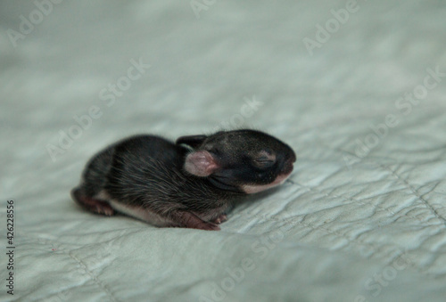 Newborn Eastern cottontail bunny rabbit Sylvilagus floridanus abandoned by its mother photo
