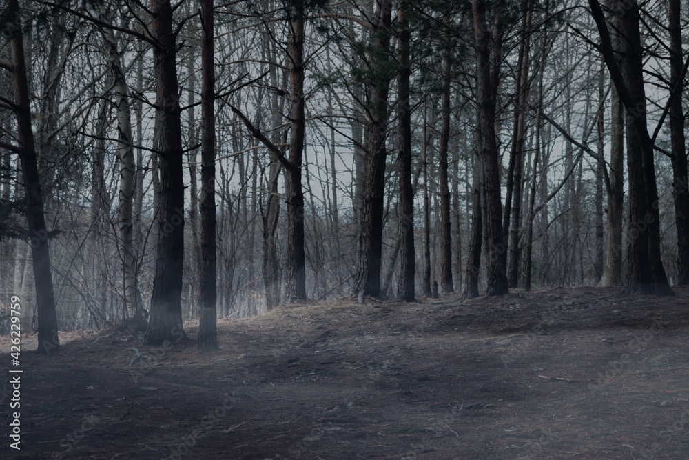 Foggy Dark Forrest Foggy Dark Forrest
