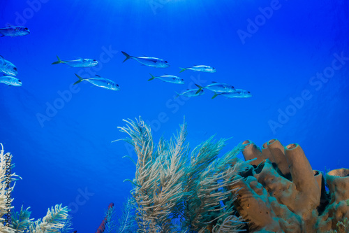 A school of horse-eye jacks swimming above a tropical coral reef 