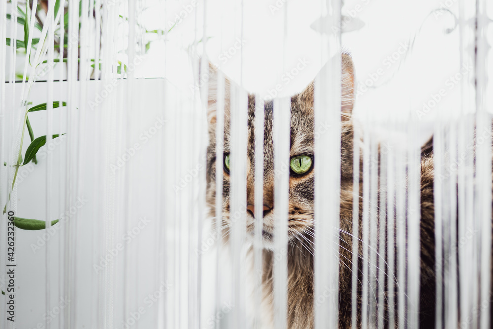 Cute striped cat with striking green eyes behind a curtain - obrazy, fototapety, plakaty 
