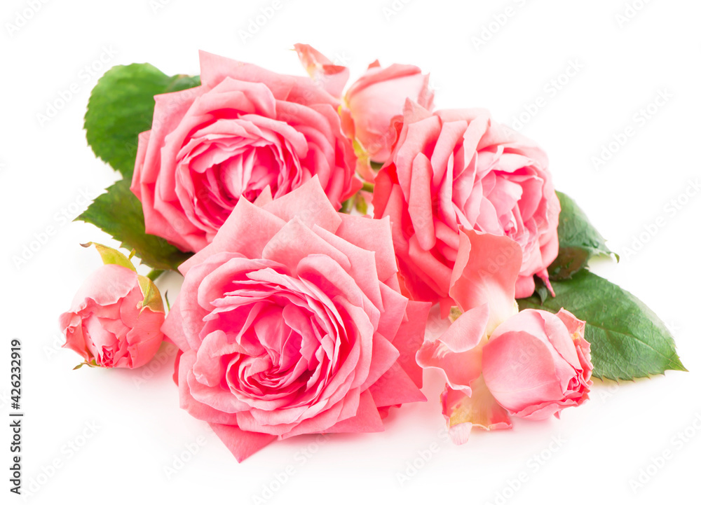 branch rose of delicate pink color with leaves on a white background branch rose of delicate pink color with leaves on a white background