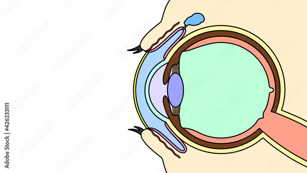 Fototapeta premium 目と涙の断面図