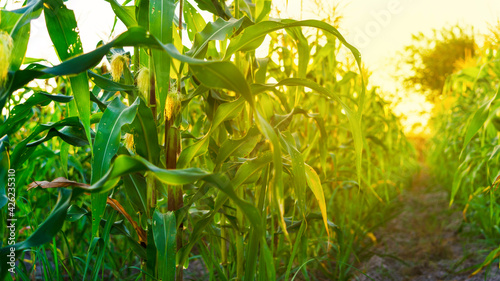 corn field in sunset