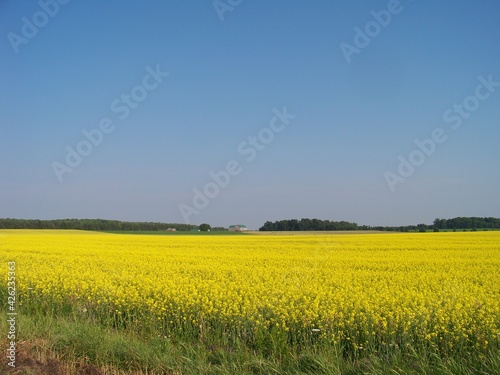 Rapeseed field in Canada