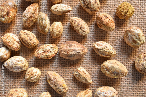 Raw whole dried seed of Terminalia chebula fruit photo