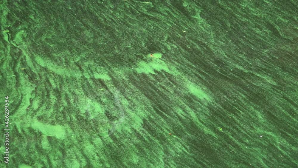 Tina and algae in water. 4K. Tina and algae in water. 4K.