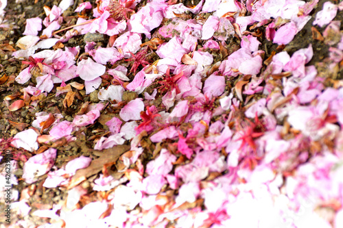 桜チップ 河津桜の絨毯