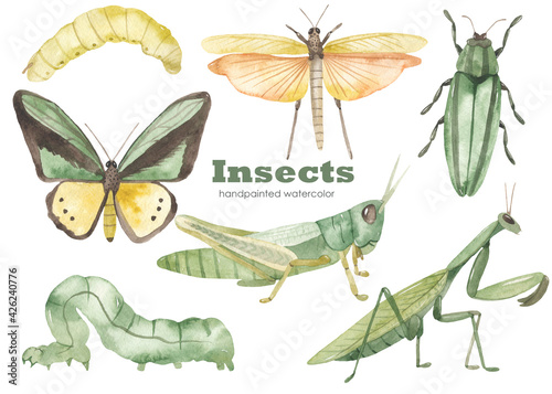 Fototapeta Watercolor set with praying mantis, green grasshopper, grasshopper with wings, g