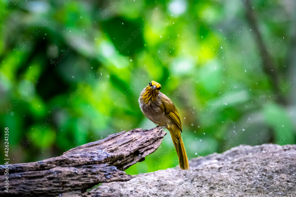 A beautiful bird in Thailand, Stripe-throated Bulbul. A beautiful bird in Thailand, Stripe-throated Bulbul.