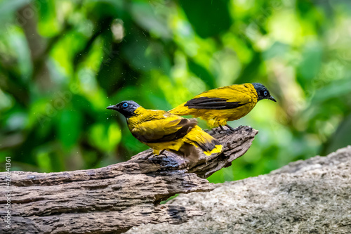 A beautiful bird in Thailand, Black-headed Bulbul. photo