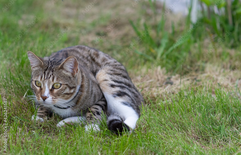 A beautiful domestic cat sits outside on the green grass on a warm sunny summer day and hunts. 