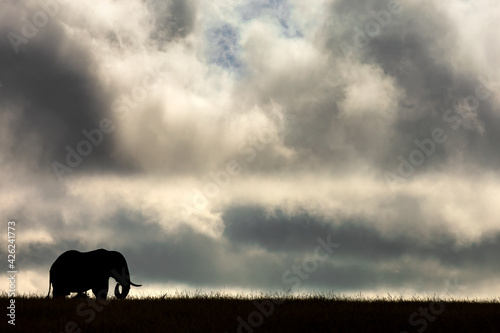 elephant in the sunset © Ramachandiran G