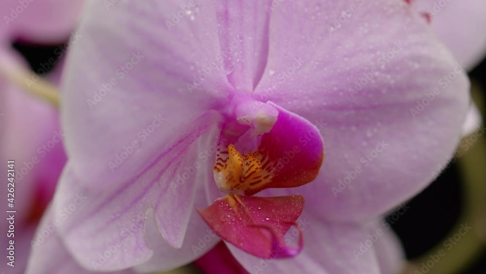 Close Up of Purple Orchid Flower With Water Drops Close Up of Purple Orchid Flower With Water Drops
