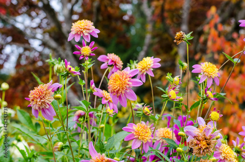 flowers in The Butchart Gardens