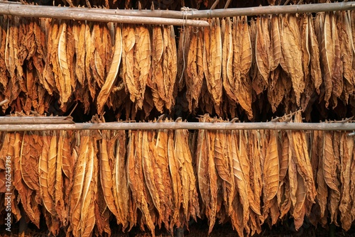 Curing Burley Tobacco Hanging in a Barn.Tobacco leaves drying in the shed.Agriculture Tobacco farmers use tobacco leaves to incubate tobacco leaves naturally in the barn. photo