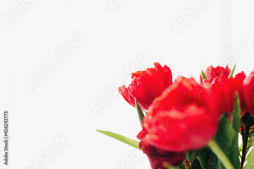 Bouquet of red tulip flowers on white background. Greeting card concept