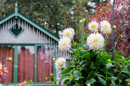 flowers in the garden