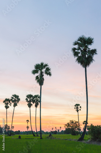 Morning light or Evening light in Landscape silhouette sugar palm trees.Landscape Sugar palm trees with sunset or sunrise.Sunset with silhouette Sugar palm trees on the colorful twilight sky.