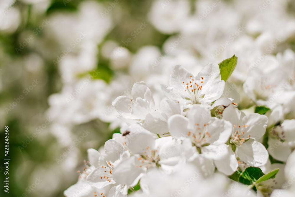 Blooming apple trees. Close-up of flowering branches of an apple tree on a bright sunny day. Selective focus Blooming apple trees. Close-up of flowering branches of an apple tree on a bright sunny day. Selective focus