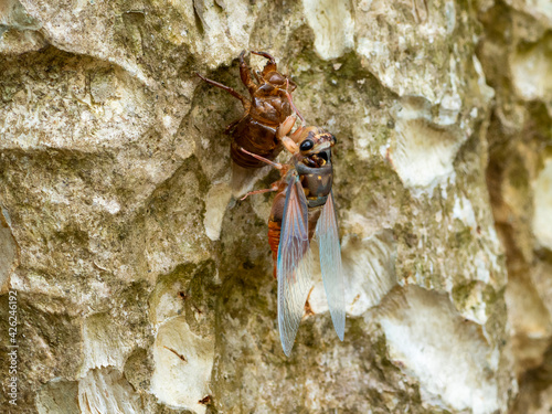 Cicada or Metamorphosis is the signal of summer season. photo