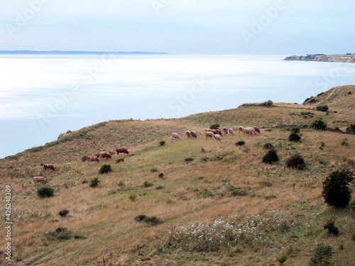 View on cows near the sea shore
