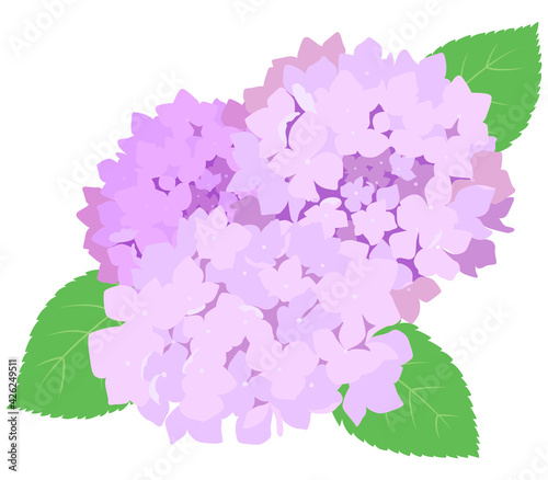夏の花、紫陽花のイライスト素材／Summer flower, hydrangea elist material