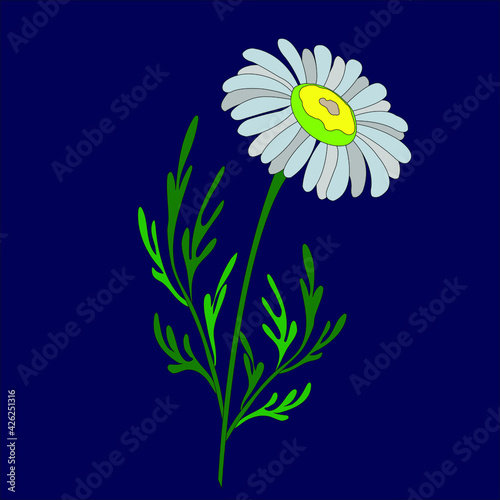 camomile flower