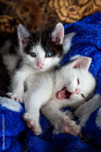 Kittens on soft white background. Nature background. Family fun. Funny pets
