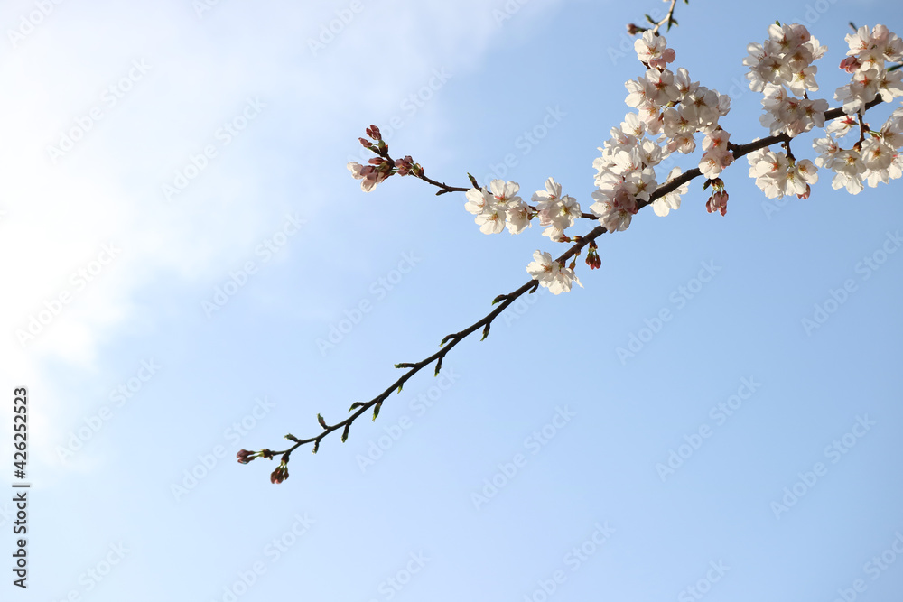 Beautiful spring flower cherry blossoms, Sakura Flower With Beautiful Nature Background Beautiful spring flower cherry blossoms, Sakura Flower With Beautiful Nature Background
