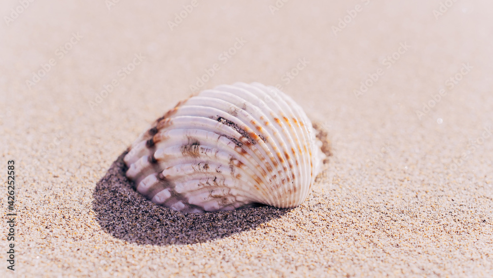 Shells isolated with seashells, starfishes on sand ocean beach background. Vacation backdrop with space for the text. Shells isolated with seashells, starfishes on sand ocean beach background. Vacation backdrop with space for the text.