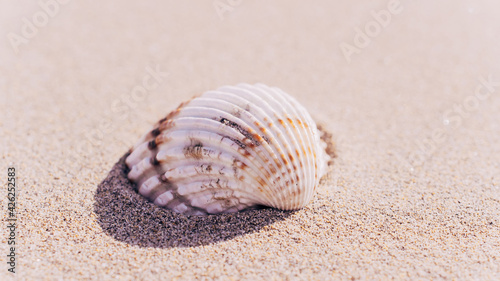 Shells isolated with seashells, starfishes on sand ocean beach background. Vacation backdrop with space for the text.